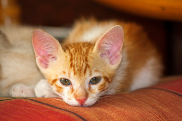 Gato Theo IMG_20341