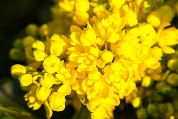 Yellow gentle mimosa on the green natural background. Close up image.