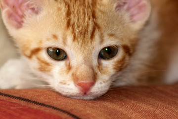 Gato Theo IMG_2044