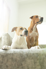 Short Haired Mixed Breed Dogs Relaxing on Gray Sofa 