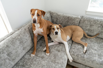 Short Haired Mixed Breed Dogs Relaxing on Gray Sofa 