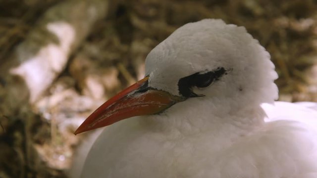Extreme close-up still shot of a tired and bored red-billed tropicbird lying at its nesting ground, Lady Elliot Island, Great Barrier Reef.