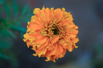 orange flower
