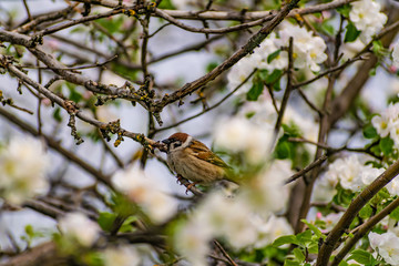 A timid brown small Sparrow sits on a branch, a bird in a thick flowering Apple tree. Wild and free nature. Patching animal, photo animalism.