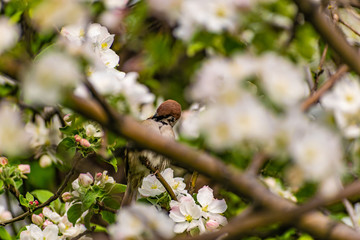 A timid brown small Sparrow sits on a branch, a bird in a thick flowering Apple tree. Wild and free nature. Patching animal, photo animalism.