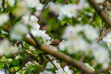 A timid brown small Sparrow sits on a branch, a bird in a thick flowering Apple tree. Wild and free nature. Patching animal, photo animalism.