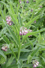 Symphytum oficinale au jardin au printemps