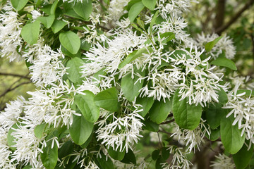 Chionanthus retusus de Chine