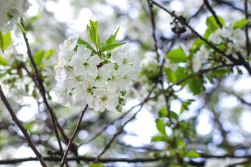 Fototapeta premium branch of cherry tree with white flowers