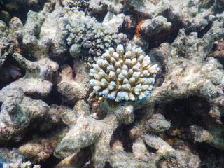 Naklejka na ściany i meble coral reef
