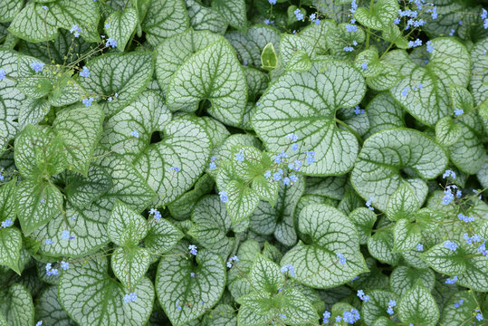 Brunnera macrophylla au jardin au printemps
