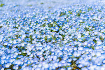 Nemophila