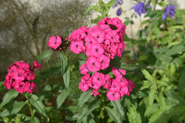 Fototapeta premium Dianthus barbatus rose