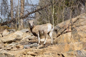Wild Colorado Rocky Mountain Bighorn Sheep
