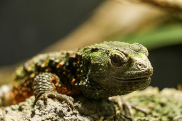 close up of green lizard