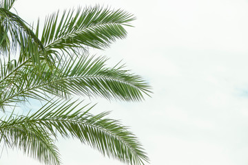 Summer palm tree branches and leaves on sky background. Live tree in the park. Copy space for text