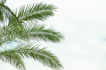 Obraz premium Summer palm tree branches and leaves on sky background. Live tree in the park. Copy space for text