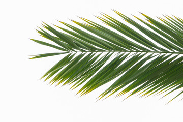 Tropical palm branch isolated on a white background. Summer is coming concept. Flat lay top view