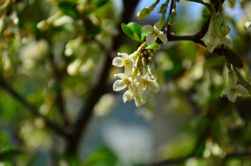branches elaeagnus bush with small beige flowers and leaves