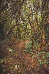 forest in Anaga rural park, Tenerife