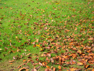 Dry leaf on ground.