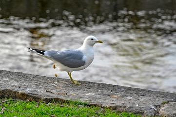 seagull taking a shit on a stone near water