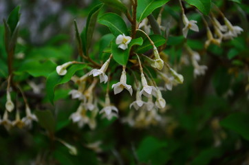 branches elaeagnus bush with small beige flowers and leaves