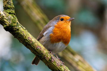A close up of a Robin Redbreast in some woodland in the southwest of England (UK).