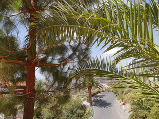 Fototapeta na wymiar Palmenhain in Tejeda - Gran Canaria