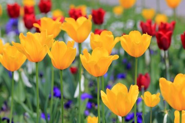 Colorful tulips in the seaside Park of Varna (Bulgaria)