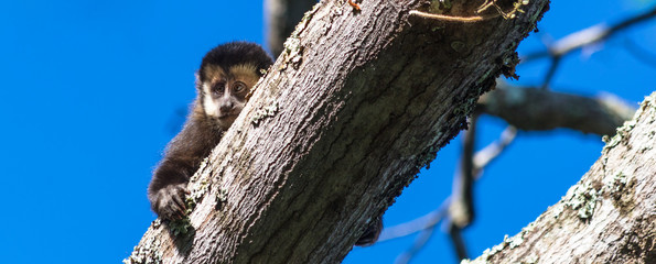Macaco na árvore e céu azul