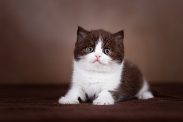 Britisch Kurzhaar Katzenkind Kitten in chocolate-white