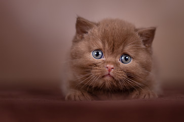 Babykater in cinnamon - sehr süß