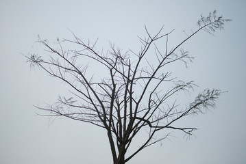 silhouette of a tree