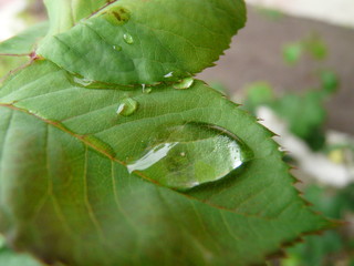 gotas y hojas II