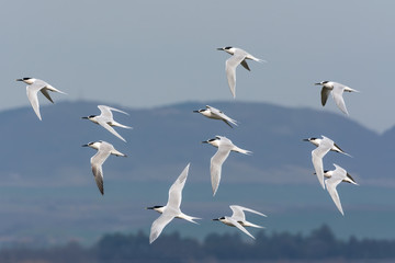 Sandwich tern (sterna sandvicensis). Flying over the city of Burgas, Bulgaria
