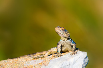 Chameleon. Green nature background.
