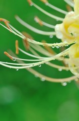 白曼珠沙華の蕊に付いた雨粒