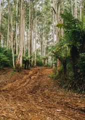 mudd track on the Gold Coast