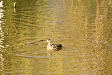 Wild duck or chalk (Anas platyrhynchos). Adult duck in a golden and blue surface of the pond, and in flight and diving.