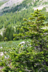 Obraz premium larch on top of the mountain, Altai Krai, Russia