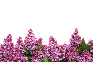 Obraz premium Blooming lilac flowers isolated on a white