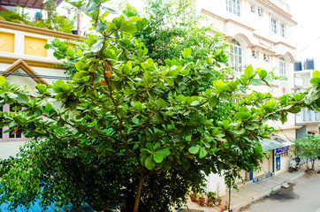 Lush Green leaves on tree after overnight rain 