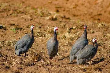 Paisagem da Zona Rural