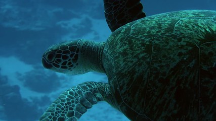 Green sea turtle,Chelonia mydas,  swimming in the deep, Msldives, Indian Ocean, slow motion
