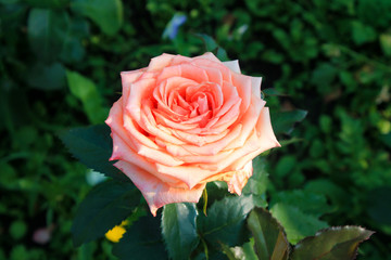 flowers in summer garden, rose