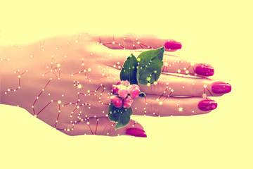 Female hand with pink nail polish and flowers between the fingers.Constellations, star map. Science astronomy, star map on a blue background, the starry sky. Horoscope.