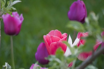Garten Tulpen Mix