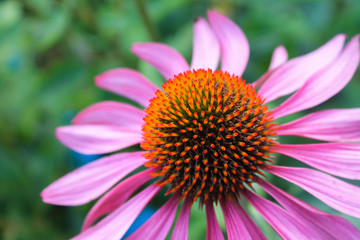 flowers in the summer garden, Echinacea