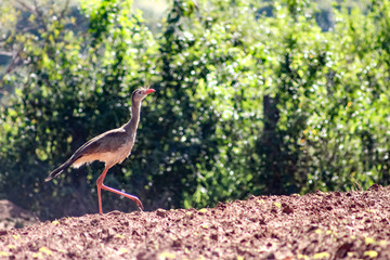 Paisagem da Zona Rural